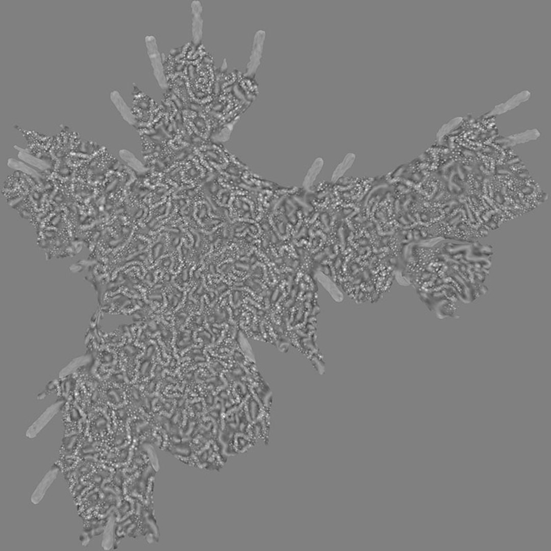Epithelial Cell 3D Model - TurboSquid 1842889