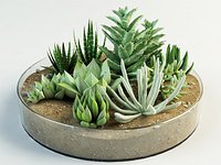succulent composition plants cacti