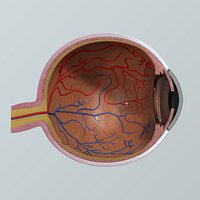 Human Eye Anatomy Cross Section
