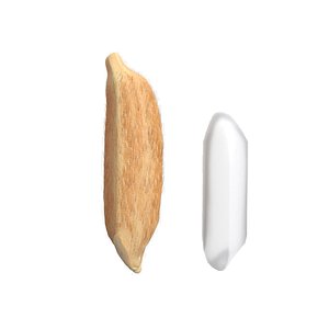 Rice grain dry and raw 3D model