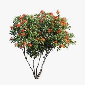 Ixora plant set 05