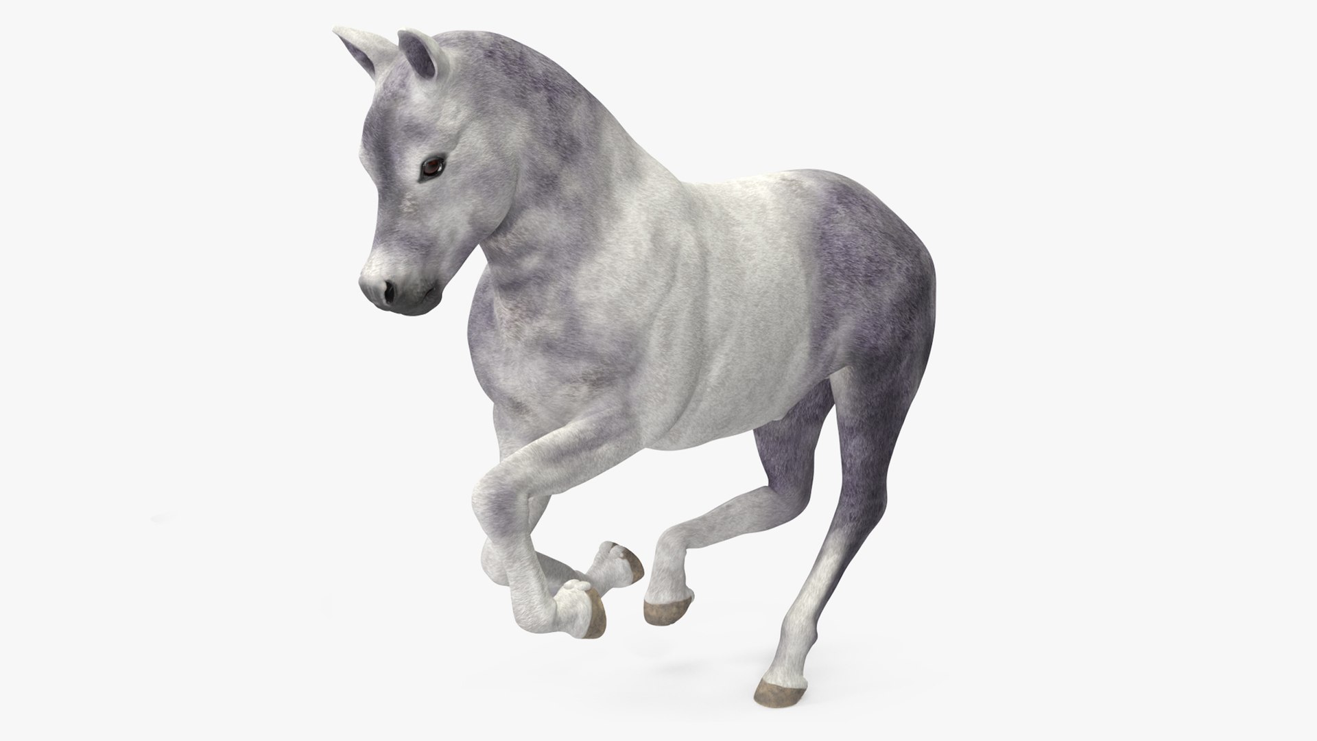 Shetland Pony White Rigged for Maya 3D model preview