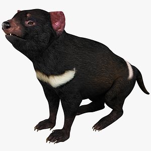 Tasmanian Devil Pose 2