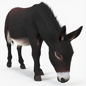 Outdoor Grazing Donkey Dark Brown Fur 3D model