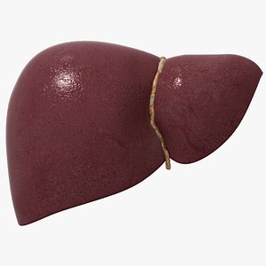 3D model human liver