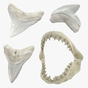 shark teeth 2 3D model