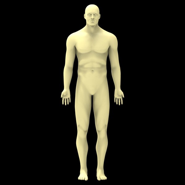 male anatomy 3d model
