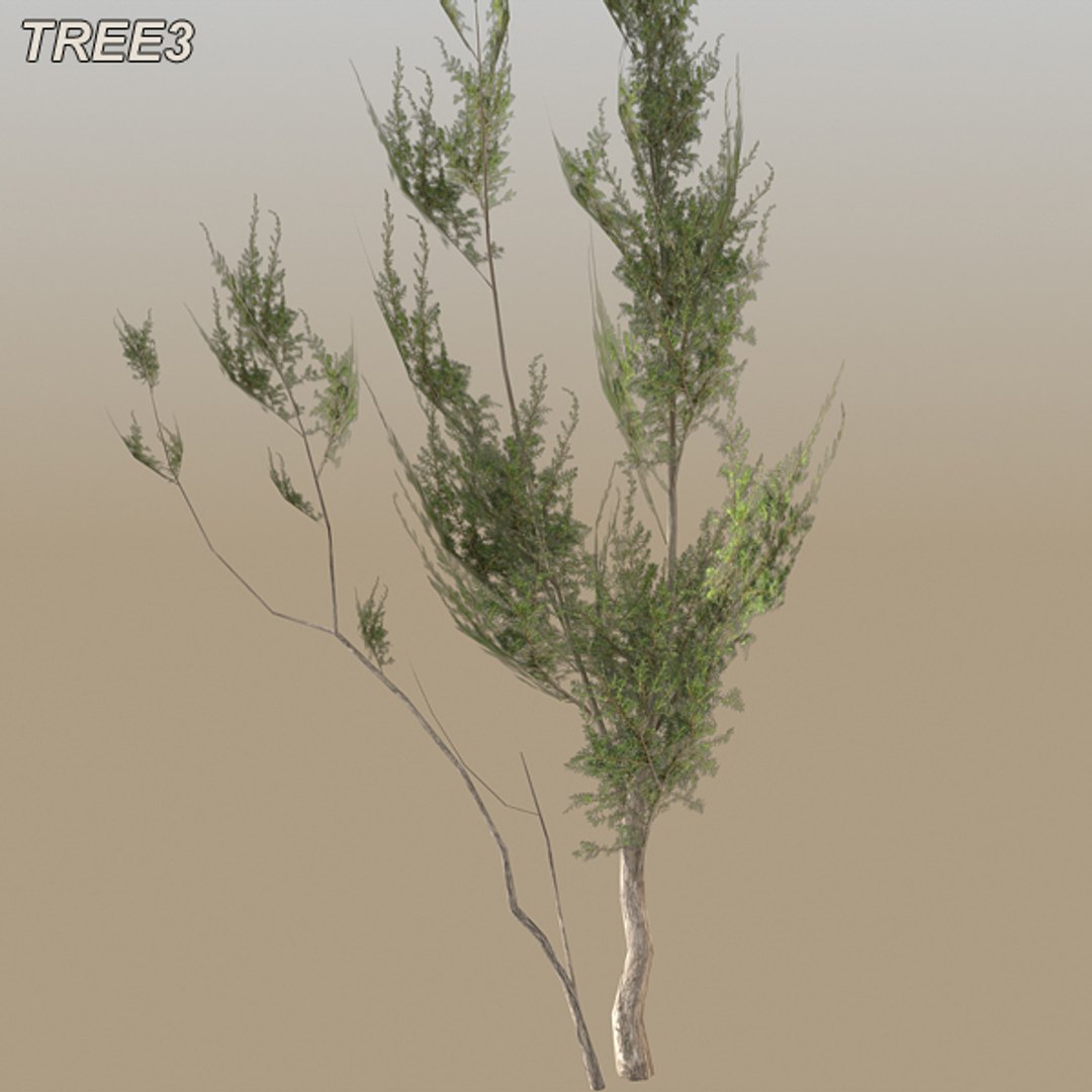 tree afghanistan c4d https://p.turbosquid.com/ts-thumb/jt/2dngwl/2wiSfH0p/tree3_15/jpg/1330385939/1920x1080/fit_q87/cfdb57fff395e0278664e9b27c017d8e604f5fd1/tree3_15.jpg