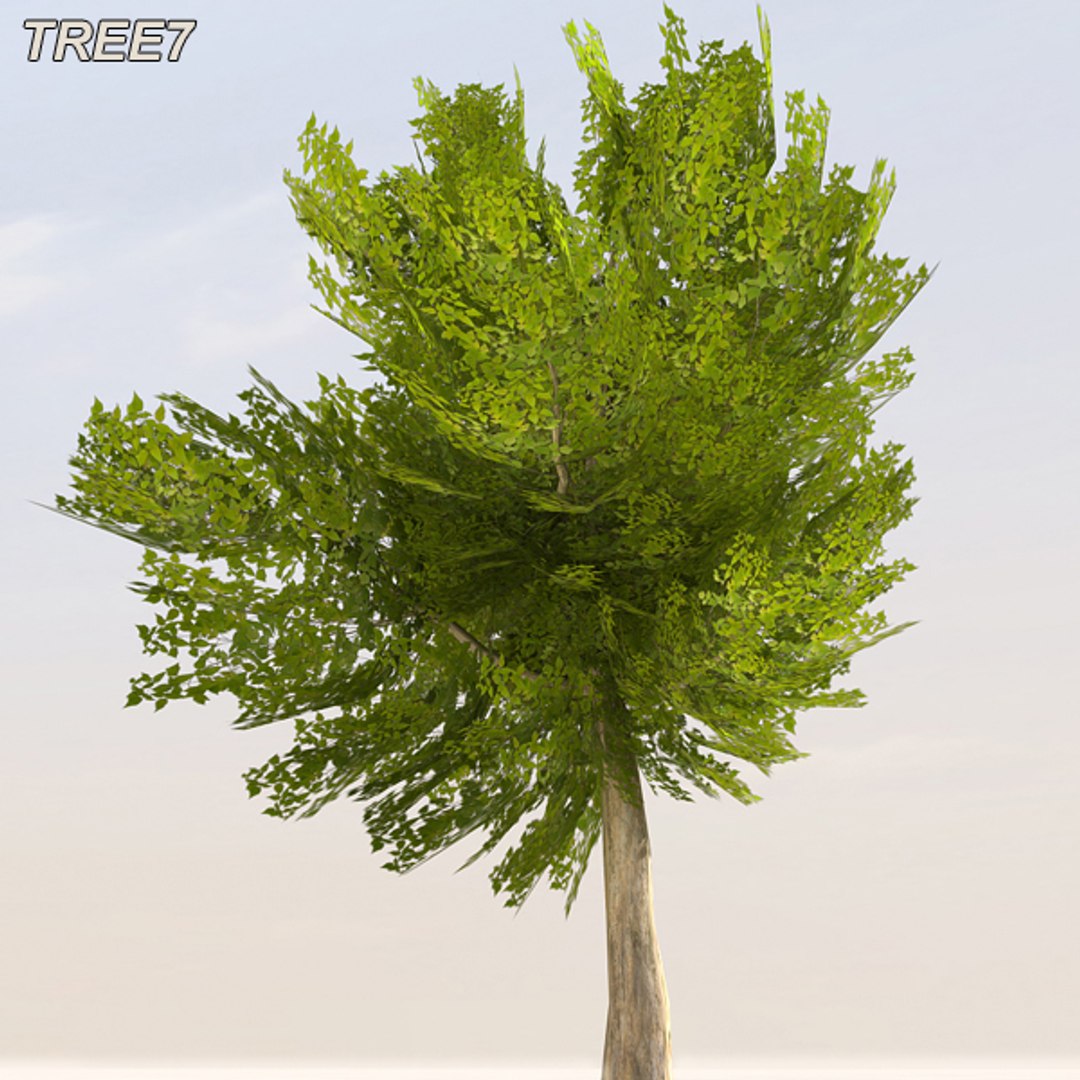 tree afghanistan c4d https://p.turbosquid.com/ts-thumb/jt/2dngwl/77AT9Ucz/tree8_06/jpg/1330385941/1920x1080/fit_q87/c14035275bdf706454b68898a36b096abe36f949/tree8_06.jpg