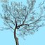 Afghanistan Tree Pack