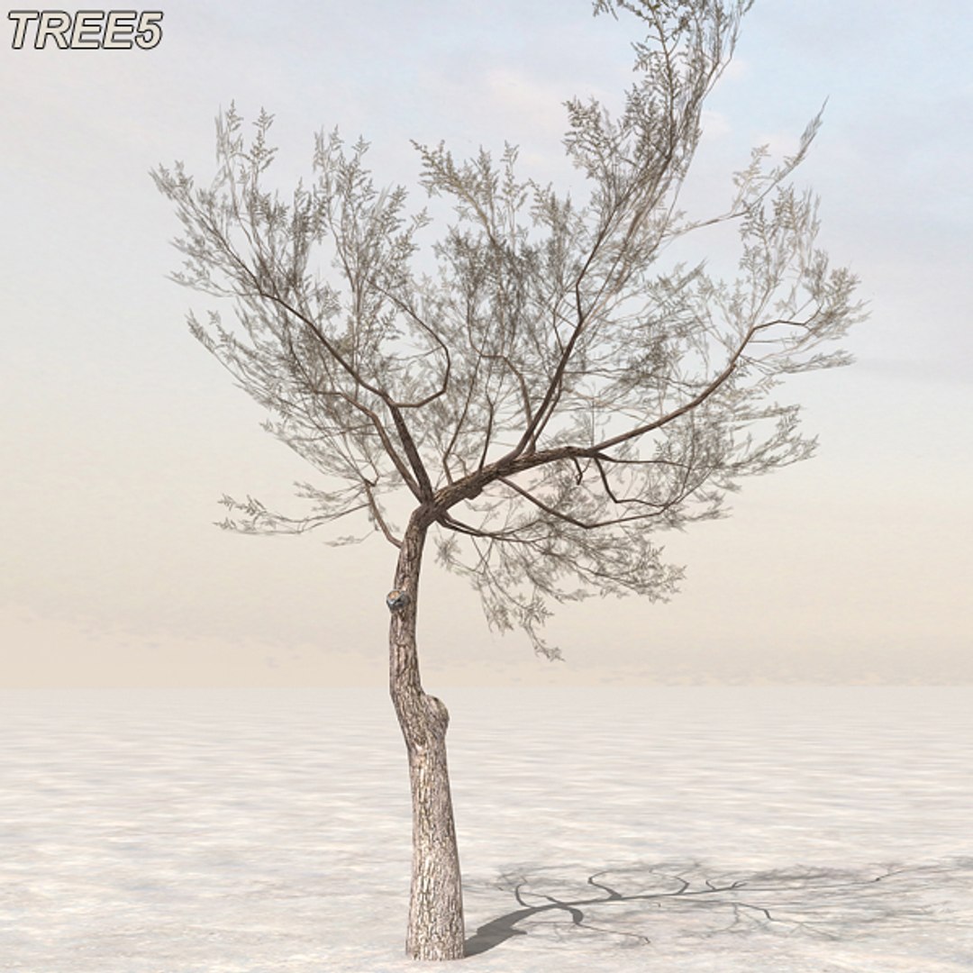 tree afghanistan c4d https://p.turbosquid.com/ts-thumb/jt/2dngwl/CP4NIyAP/tree5_02/jpg/1330385940/1920x1080/fit_q87/196c7581f397b539614a0d45d81603ed7997f516/tree5_02.jpg