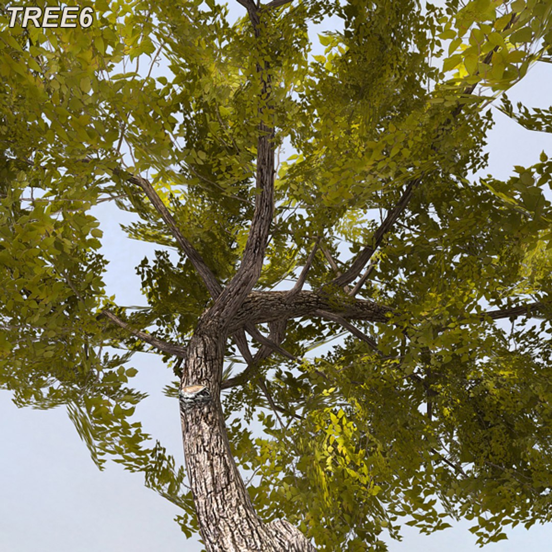 tree afghanistan c4d https://p.turbosquid.com/ts-thumb/jt/2dngwl/FLHozq6b/tree6_11/jpg/1330385940/1920x1080/fit_q87/f6ded7a43ff73e5e6f3b46a919b9c8a394745dd9/tree6_11.jpg