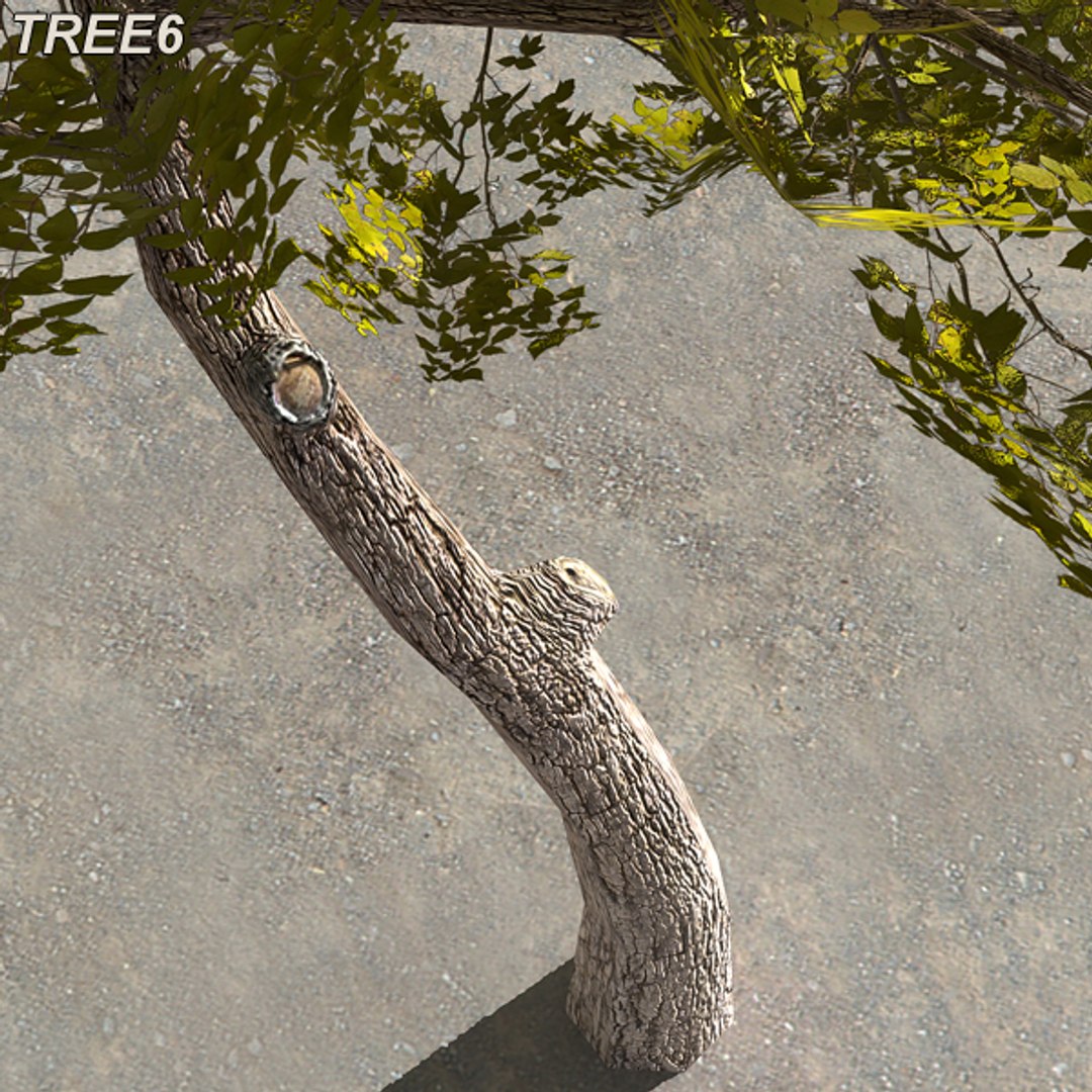 tree afghanistan c4d https://p.turbosquid.com/ts-thumb/jt/2dngwl/GHLKRMP8/tree6_13/jpg/1330385940/1920x1080/fit_q87/0c9587bb41557f9551284609564bb8cd7c1844d0/tree6_13.jpg