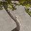 Afghanistan Tree Pack
