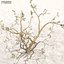 Afghanistan Tree Pack