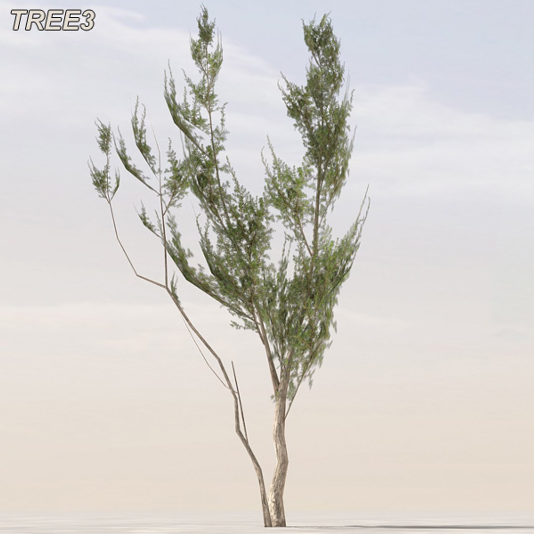 tree afghanistan c4d https://p.turbosquid.com/ts-thumb/jt/2dngwl/Iwmhn06I/tree3_05/jpg/1330385938/1920x1080/fit_q87/b70e96ca3945d99f9f70bf639501e1bf8a1c8e22/tree3_05.jpg