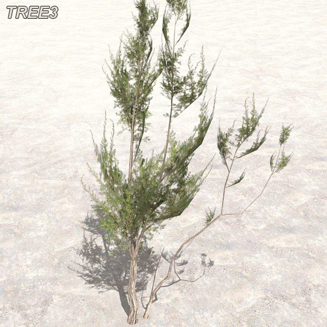 tree afghanistan c4d https://p.turbosquid.com/ts-thumb/jt/2dngwl/K4OGFuaF/tree3_02/jpg/1330385938/1920x1080/fit_q87/1e212e74daea8c9d41ce5ab51d63a4635ac550c6/tree3_02.jpg