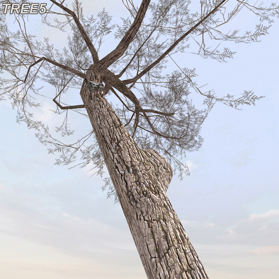 tree afghanistan c4d https://p.turbosquid.com/ts-thumb/jt/2dngwl/Kcxa6IG3/tree5_11/jpg/1330385940/1920x1080/fit_q87/46d7bfc9d763fc02ee108badebae8b2054b060bd/tree5_11.jpg