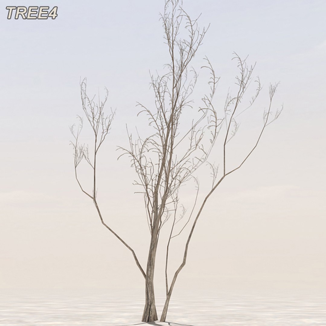 tree afghanistan c4d https://p.turbosquid.com/ts-thumb/jt/2dngwl/LPKD6NS2/tree4_06/jpg/1330385939/1920x1080/fit_q87/cabab931da372131a15904bd3dd8375a94810241/tree4_06.jpg