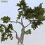 Afghanistan Tree Pack