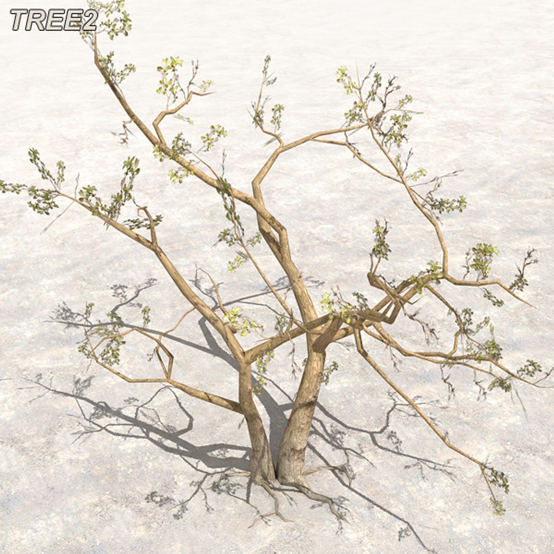 tree afghanistan c4d https://p.turbosquid.com/ts-thumb/jt/2dngwl/Nh82CryC/btree02/jpg/1330385938/1920x1080/fit_q87/d4ea932f519776632d4b089694737013be924d40/btree02.jpg
