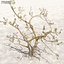 Afghanistan Tree Pack