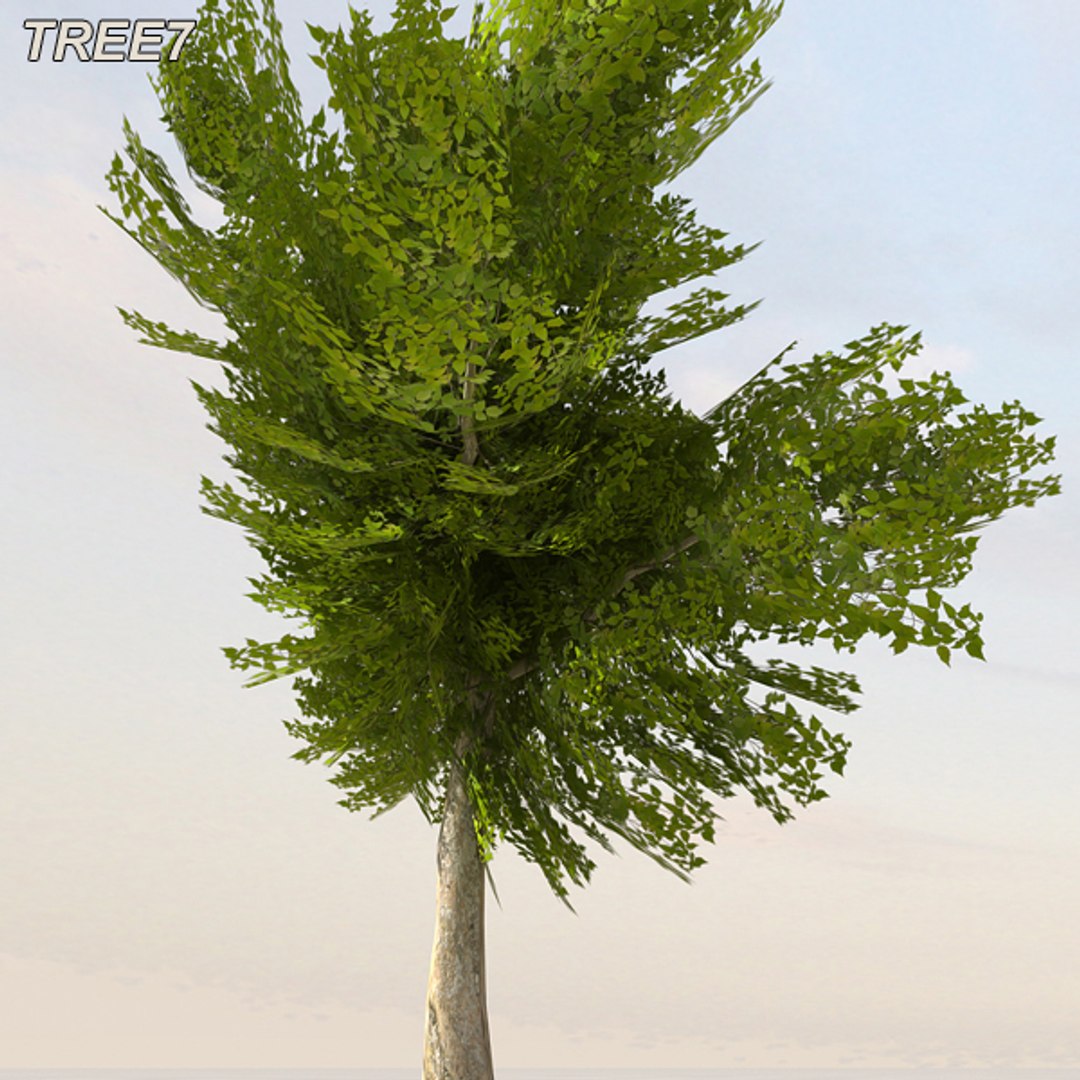 tree afghanistan c4d https://p.turbosquid.com/ts-thumb/jt/2dngwl/Q1lAfW2H/tree8_05/jpg/1330385941/1920x1080/fit_q87/c57b502261b0341b91daf0599c1704b085027e07/tree8_05.jpg