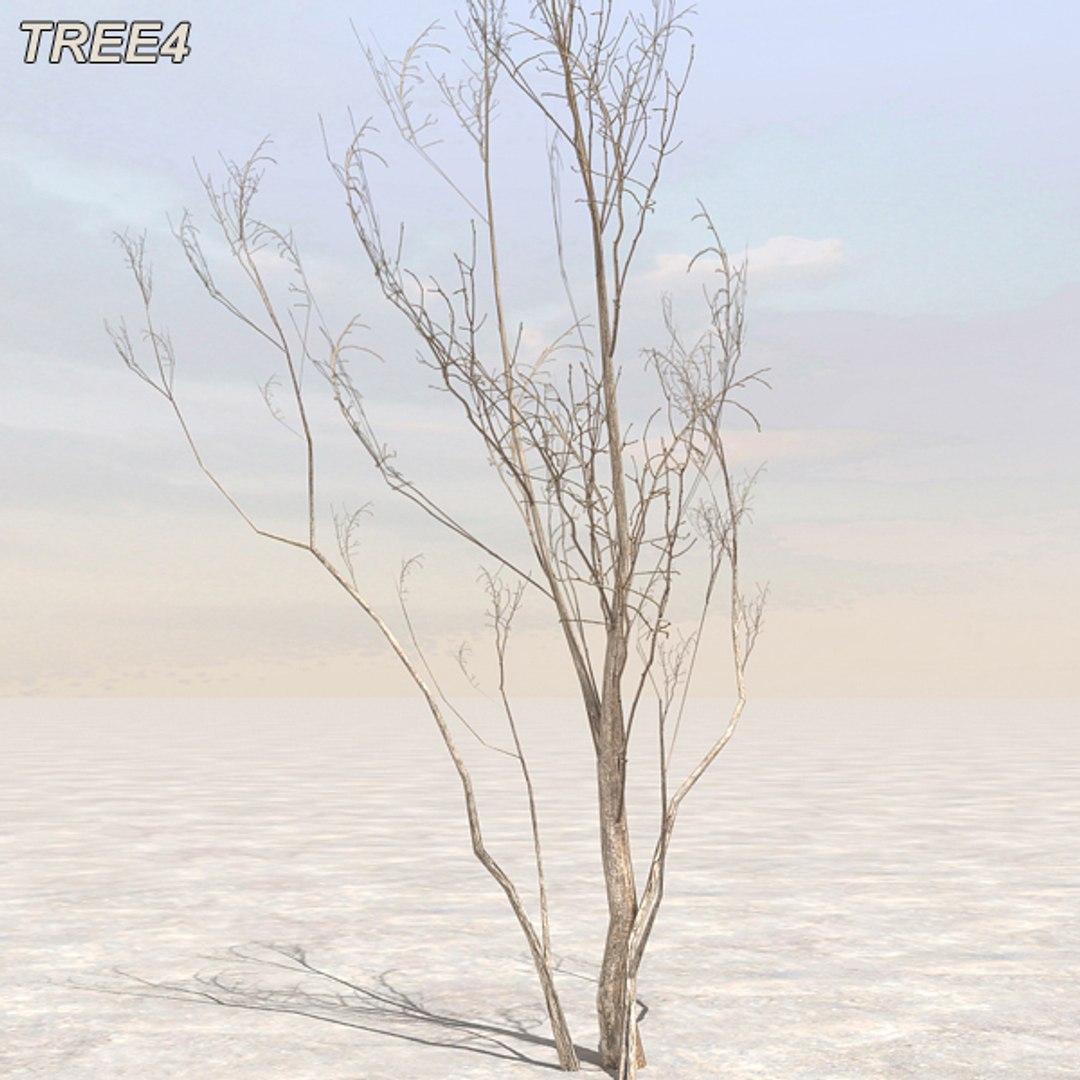 tree afghanistan c4d https://p.turbosquid.com/ts-thumb/jt/2dngwl/TqtAFmtB/tree4_02/jpg/1330385939/1920x1080/fit_q87/2b6f8ae50074ced4f0134947650a28f117a4ea21/tree4_02.jpg