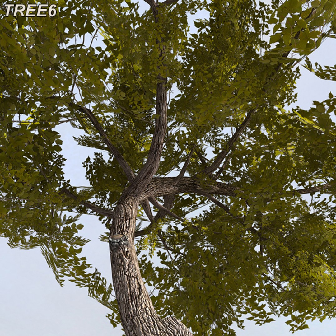 tree afghanistan c4d https://p.turbosquid.com/ts-thumb/jt/2dngwl/WOSevBZB/tree6_12/jpg/1330385940/1920x1080/fit_q87/4e9eac4272afdf825c4ab210323dfded9ca53499/tree6_12.jpg