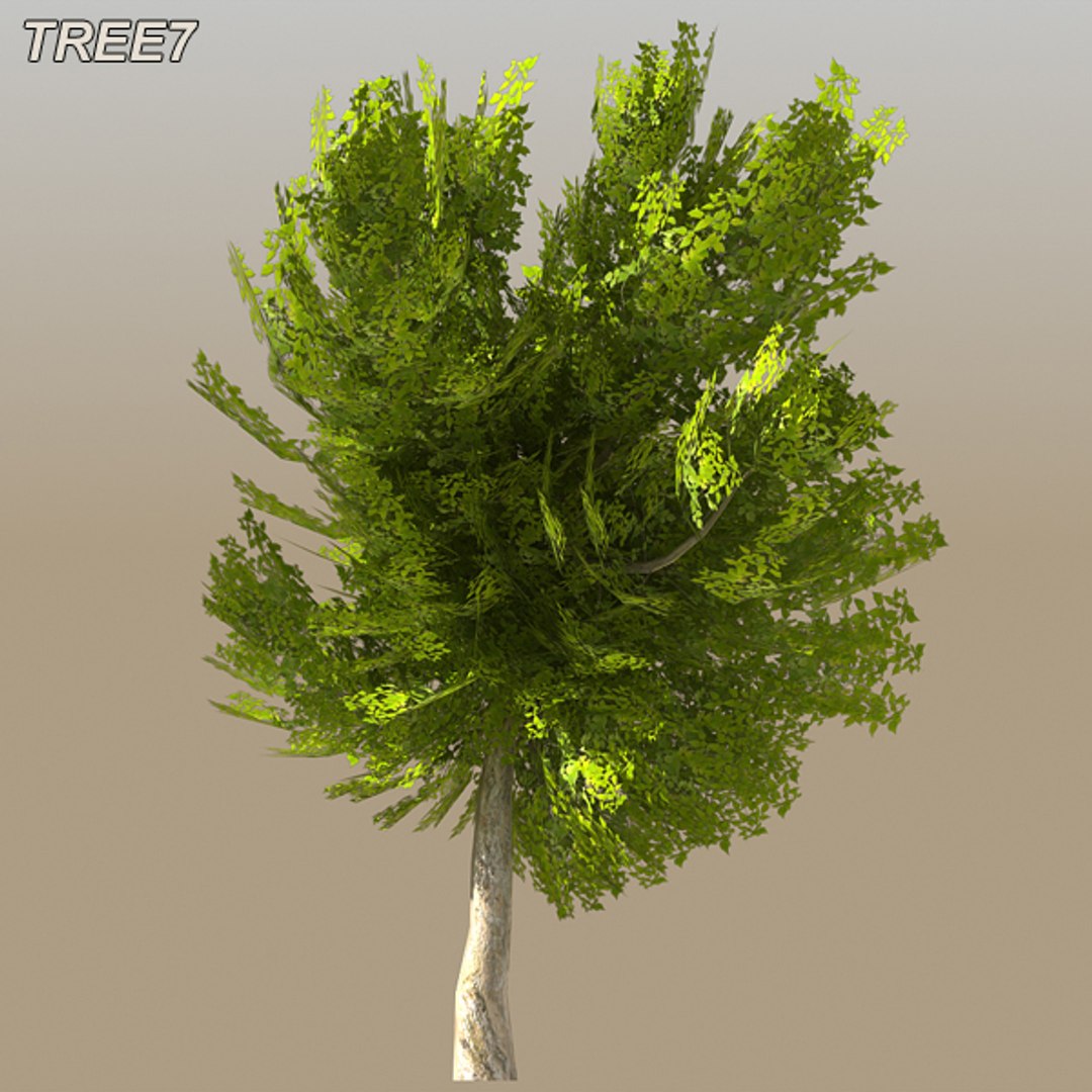 tree afghanistan c4d https://p.turbosquid.com/ts-thumb/jt/2dngwl/Z6CfhMRh/tree8_14/jpg/1330385941/1920x1080/fit_q87/165409bf000666acc64352f0991ed170c62ea948/tree8_14.jpg