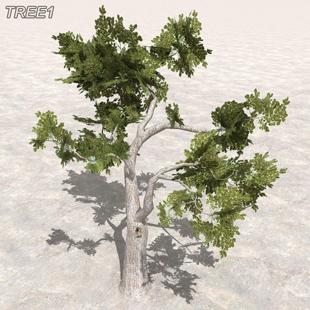 tree afghanistan c4d https://p.turbosquid.com/ts-thumb/jt/2dngwl/aH822nsT/atree03/jpg/1330385938/1920x1080/fit_q87/4dbbe698dca7237be776a1e5cd0523a7f39dbaa7/atree03.jpg