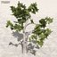 Afghanistan Tree Pack