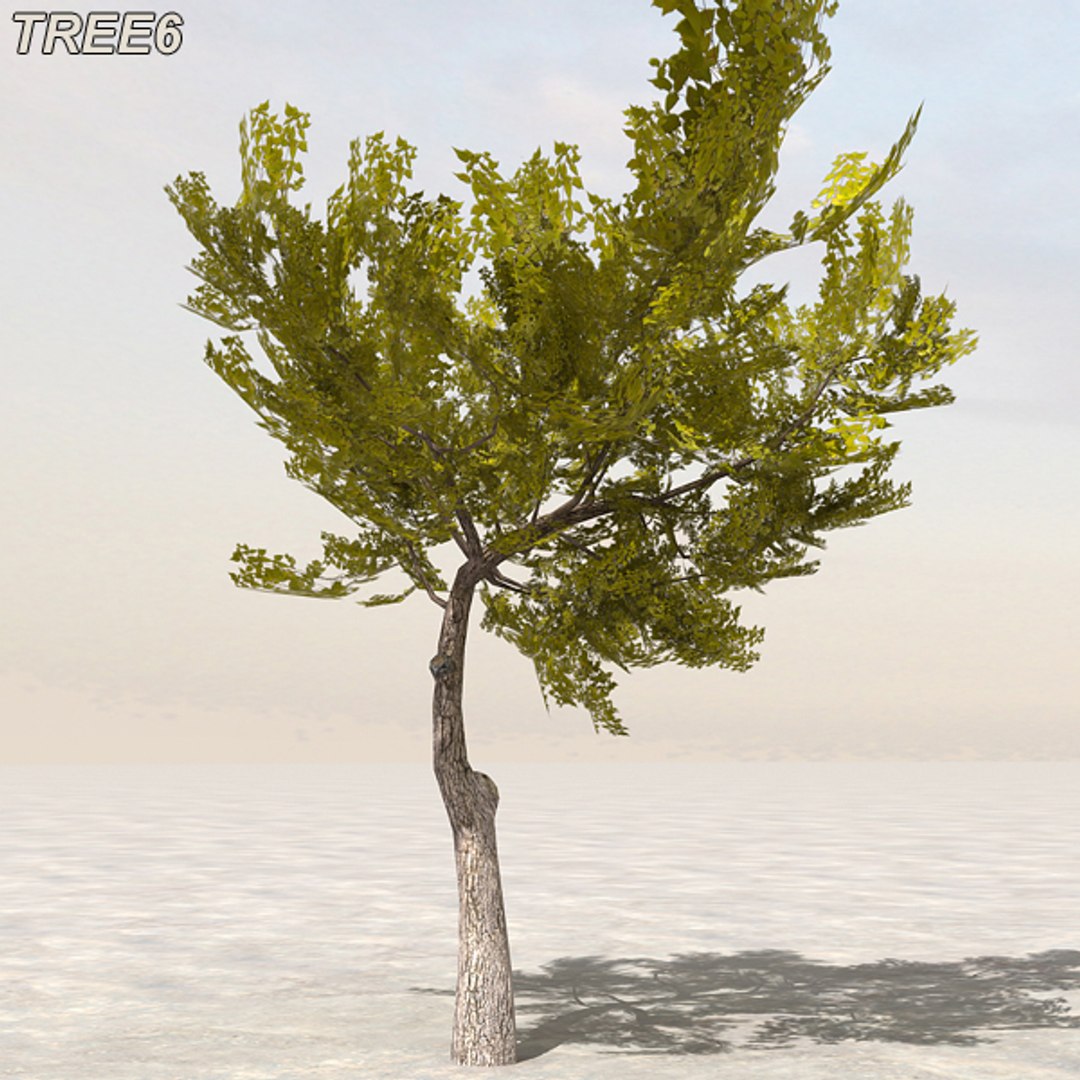 tree afghanistan c4d https://p.turbosquid.com/ts-thumb/jt/2dngwl/akCuHH4t/tree6_03/jpg/1330385940/1920x1080/fit_q87/5478cf89da1addc0c4cde23903e9c02ee7cdf87a/tree6_03.jpg