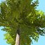 Afghanistan Tree Pack