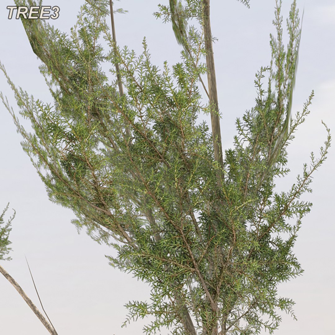 tree afghanistan c4d https://p.turbosquid.com/ts-thumb/jt/2dngwl/dBjMCx1U/tree3_10/jpg/1330385939/1920x1080/fit_q87/7463d4cedf5d19c4e3c2506e9912904b1150cb98/tree3_10.jpg