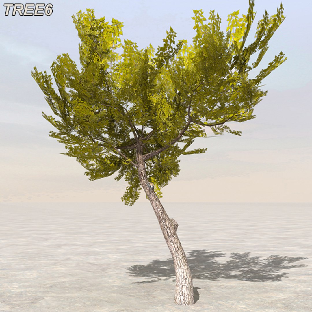 tree afghanistan c4d https://p.turbosquid.com/ts-thumb/jt/2dngwl/dZru5NNZ/tree6_02/jpg/1330385940/1920x1080/fit_q87/f1cf1c999db4e86cb6ceb1ca4a62bf9d238921ab/tree6_02.jpg