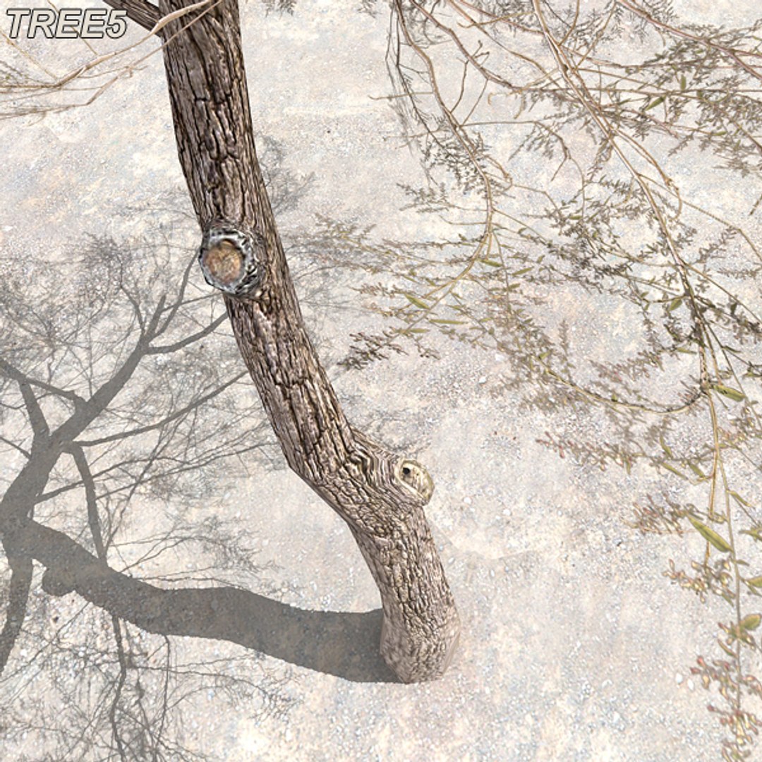 tree afghanistan c4d https://p.turbosquid.com/ts-thumb/jt/2dngwl/fYm4blAU/tree5_10/jpg/1330385940/1920x1080/fit_q87/8e634f290b875138afbd953eca34fcbdcb143a67/tree5_10.jpg