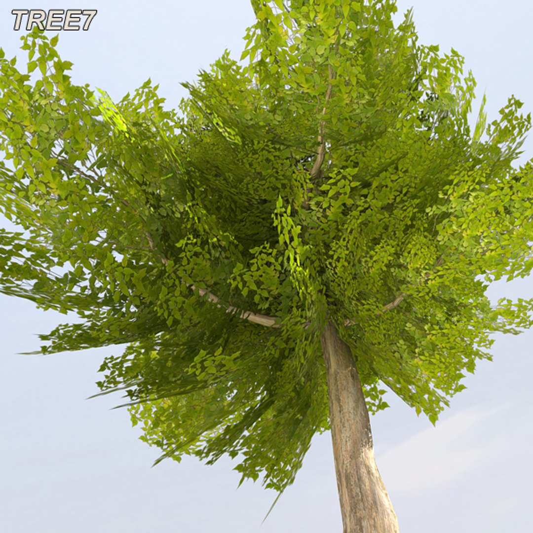 tree afghanistan c4d https://p.turbosquid.com/ts-thumb/jt/2dngwl/hIS3beFM/tree8_13/jpg/1330385941/1920x1080/fit_q87/d208a86087348c44c24370eaca7a5202b3bfe13b/tree8_13.jpg