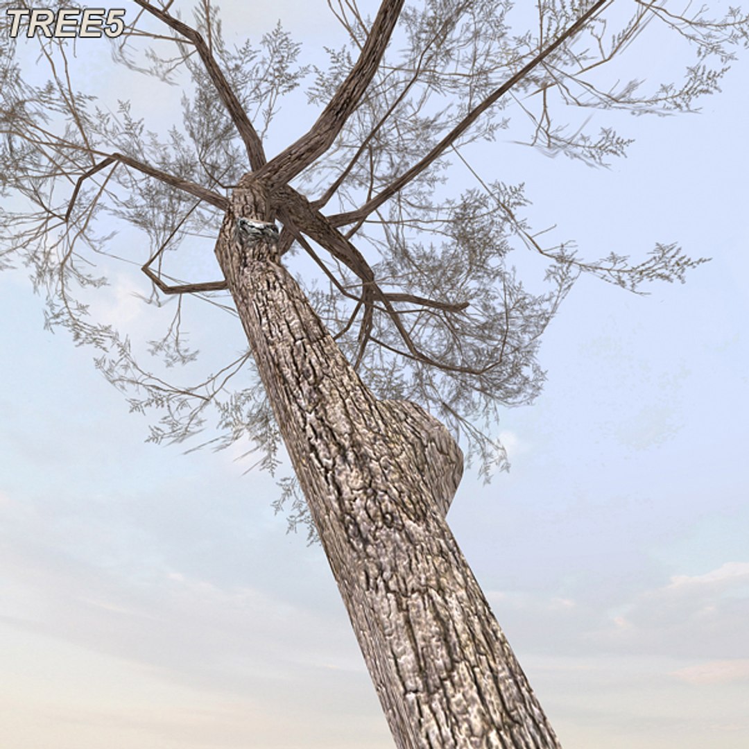 tree afghanistan c4d https://p.turbosquid.com/ts-thumb/jt/2dngwl/hbK17cVS/tree5_13/jpg/1330385940/1920x1080/fit_q87/33bc3b72efaa5b8169d50faba00c39344e257469/tree5_13.jpg