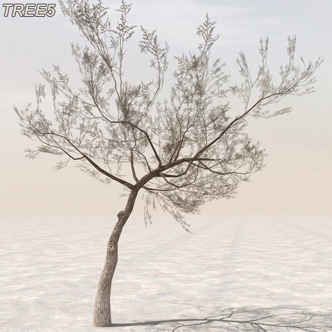 tree afghanistan c4d https://p.turbosquid.com/ts-thumb/jt/2dngwl/hfg1SFL6/tree5_03/jpg/1330385940/1920x1080/fit_q87/d943f2f185e09b779eeb0f8144bb4b347a8e0fc1/tree5_03.jpg