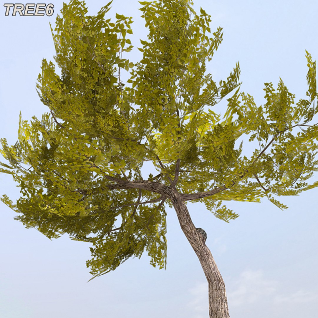 tree afghanistan c4d https://p.turbosquid.com/ts-thumb/jt/2dngwl/jskTkLOr/tree6_10/jpg/1330385940/1920x1080/fit_q87/b29bc45d7b8ecafe1ecdd4a480b9c5b048e8b529/tree6_10.jpg