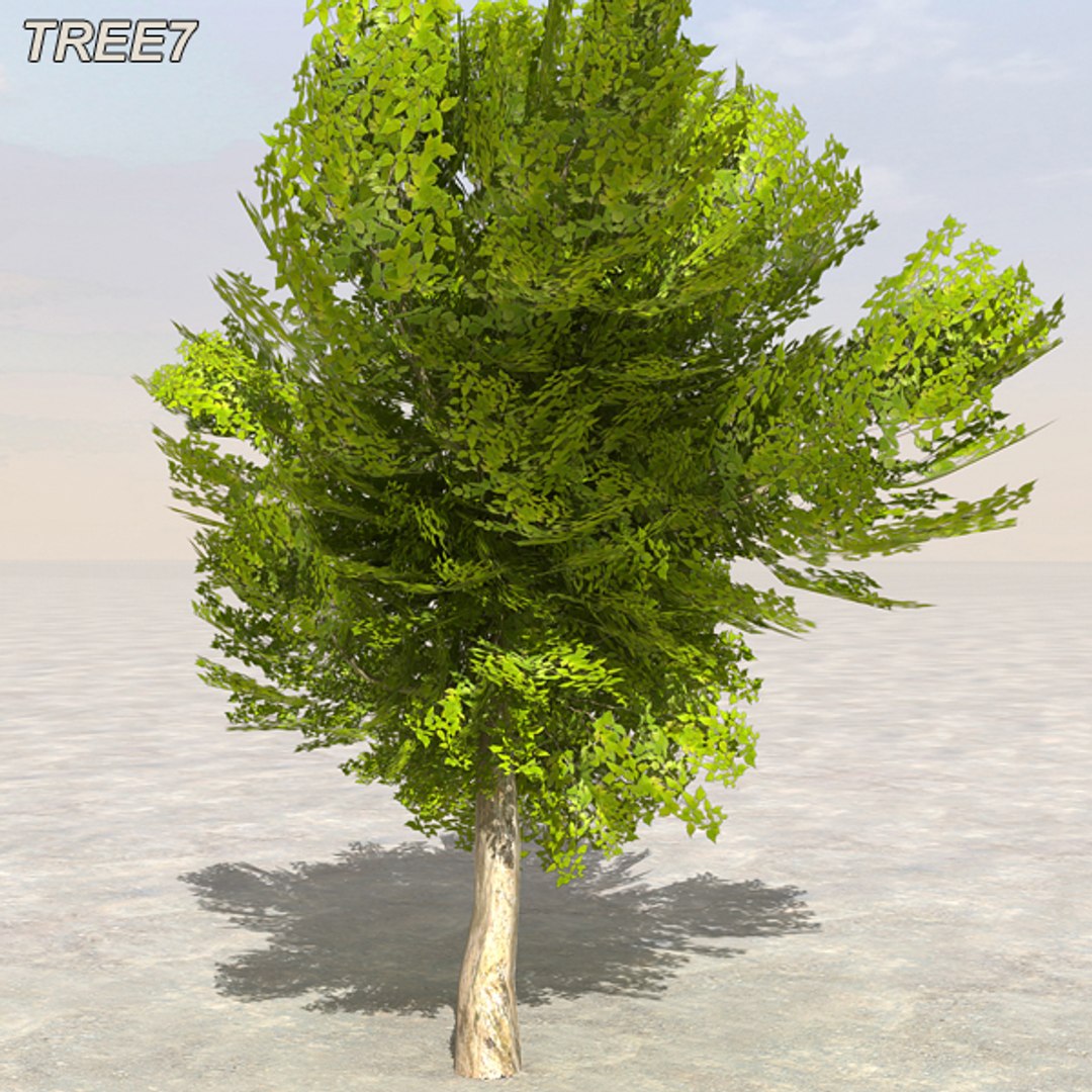 tree afghanistan c4d https://p.turbosquid.com/ts-thumb/jt/2dngwl/lSLiPhgn/tree8_09/jpg/1330385941/1920x1080/fit_q87/855c9fe4b28f9fc2dc5e023a4d577a5575187e97/tree8_09.jpg