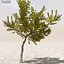 Afghanistan Tree Pack