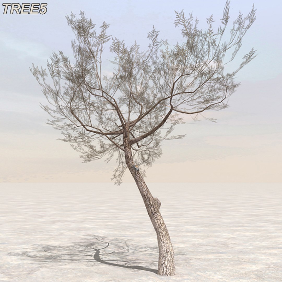 tree afghanistan c4d https://p.turbosquid.com/ts-thumb/jt/2dngwl/mw3eSgai/tree5_01/jpg/1330385939/1920x1080/fit_q87/3ffd098c24c67bf6c0887d040af84e6cf93a7a9d/tree5_01.jpg