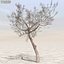 Afghanistan Tree Pack