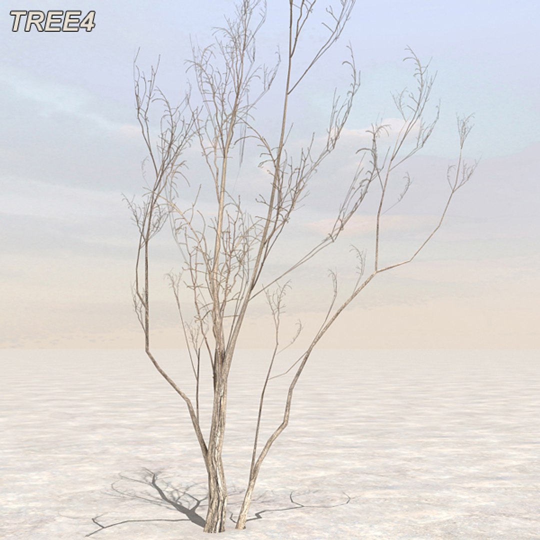 tree afghanistan c4d https://p.turbosquid.com/ts-thumb/jt/2dngwl/v0fwOjQm/tree4_01/jpg/1330385939/1920x1080/fit_q87/bd5adf524c4d7346ceb5531d6a80fef558c83ef7/tree4_01.jpg