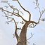 Afghanistan Tree Pack