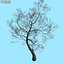 Afghanistan Tree Pack