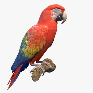 scarlet macaw parrot bird 3D model