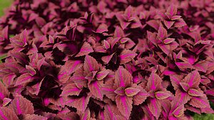 3D coleus blumei